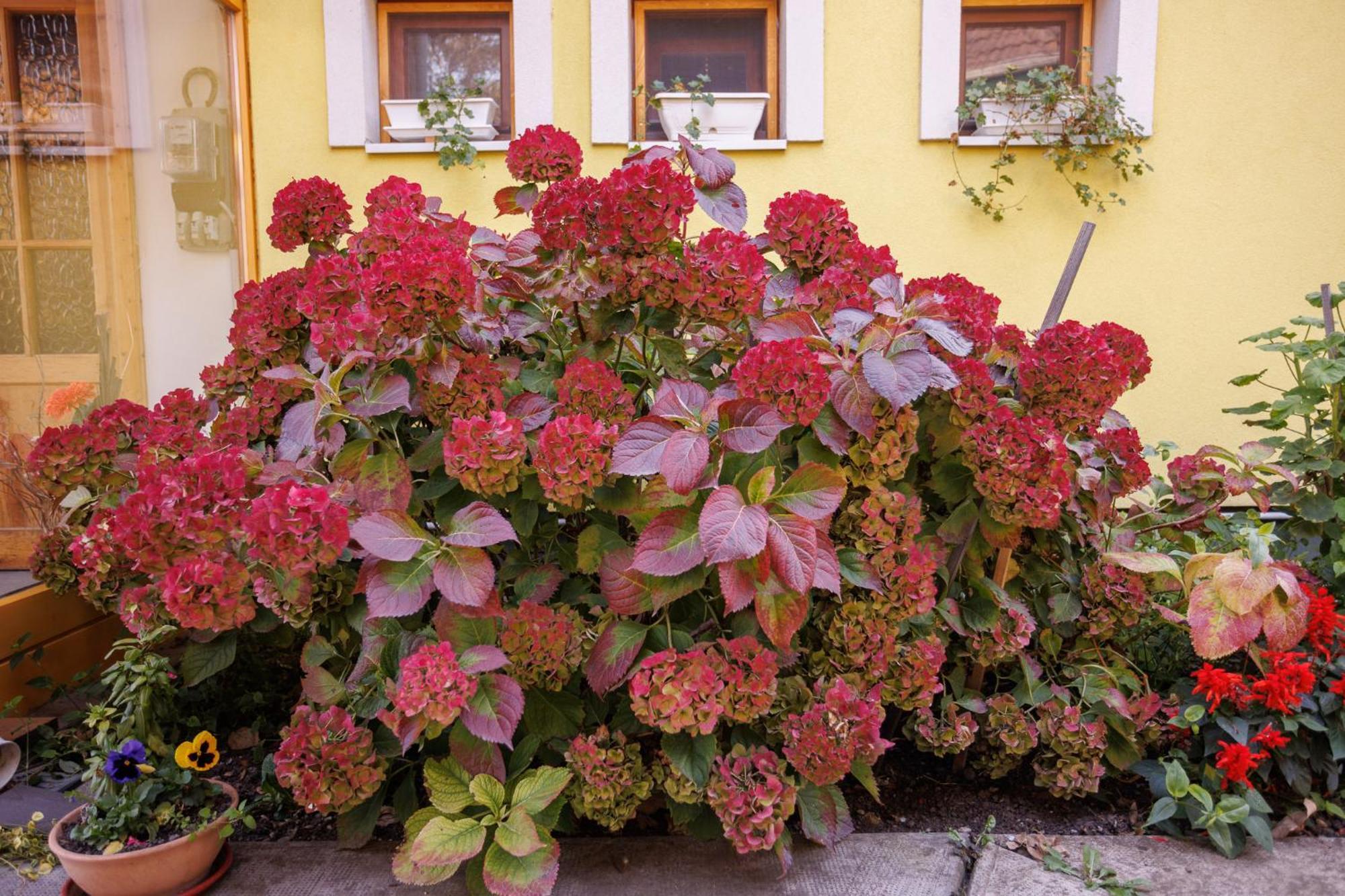 Harang Panzio Bed & Breakfast Gyomaendrőd Eksteriør bilde